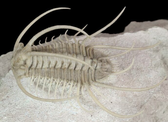 Insane Boedaspis Trilobite - Incredible Preparation #51330